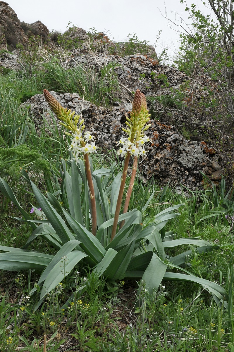 Image of Eremurus lactiflorus specimen.