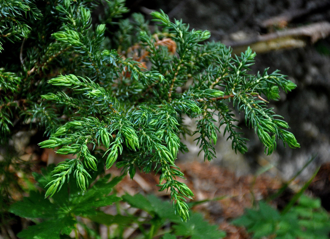 Изображение особи Juniperus sibirica.