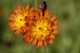 Pilosella aurantiaca