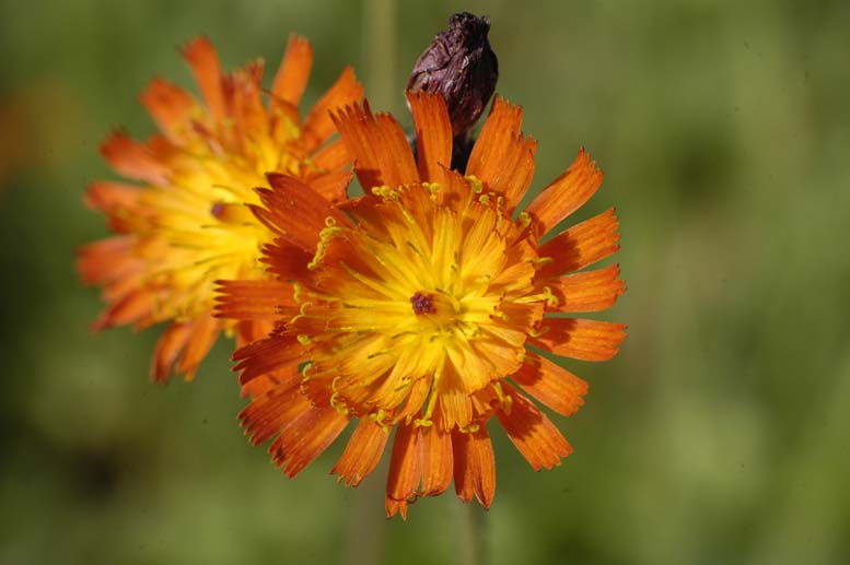 Изображение особи Pilosella aurantiaca.