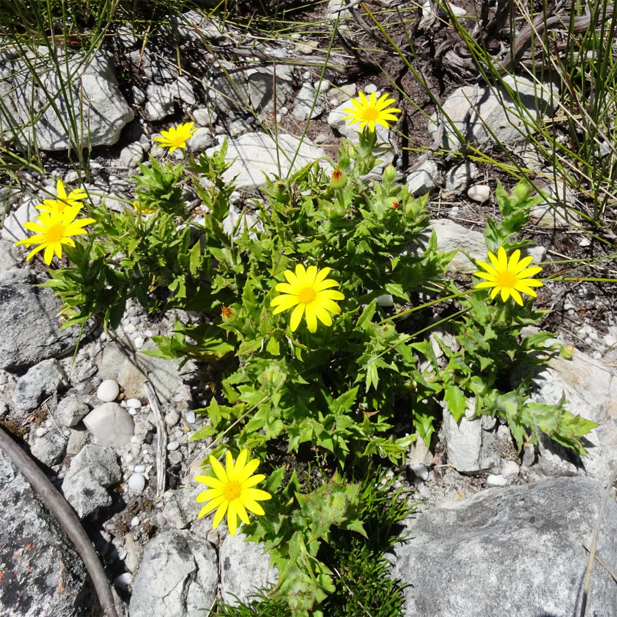 Image of Osteospermum ilicifolium specimen.
