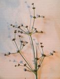 Juncus articulatus. Соцветие. Московская обл., Раменский р-н, пос. Ильинский, на сырой улице. 15.07.2018.