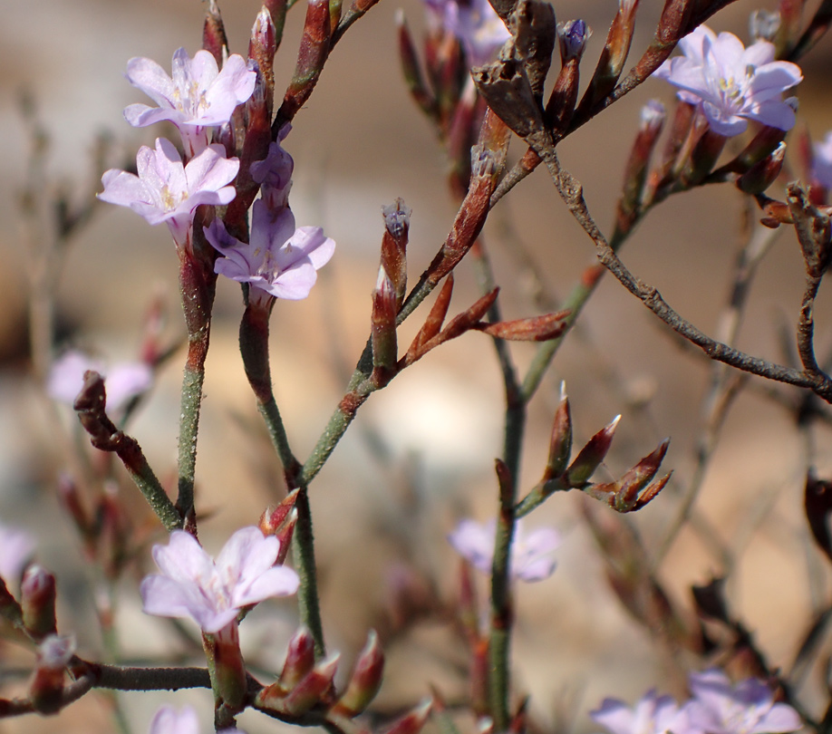 Image of Limonium virgatum specimen.