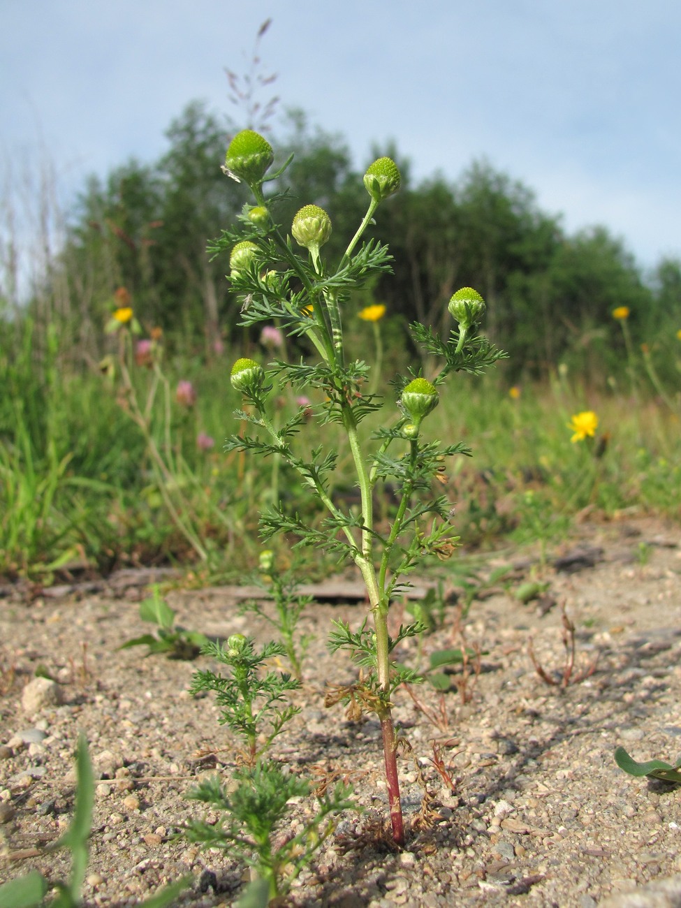 Image of Matricaria discoidea specimen.