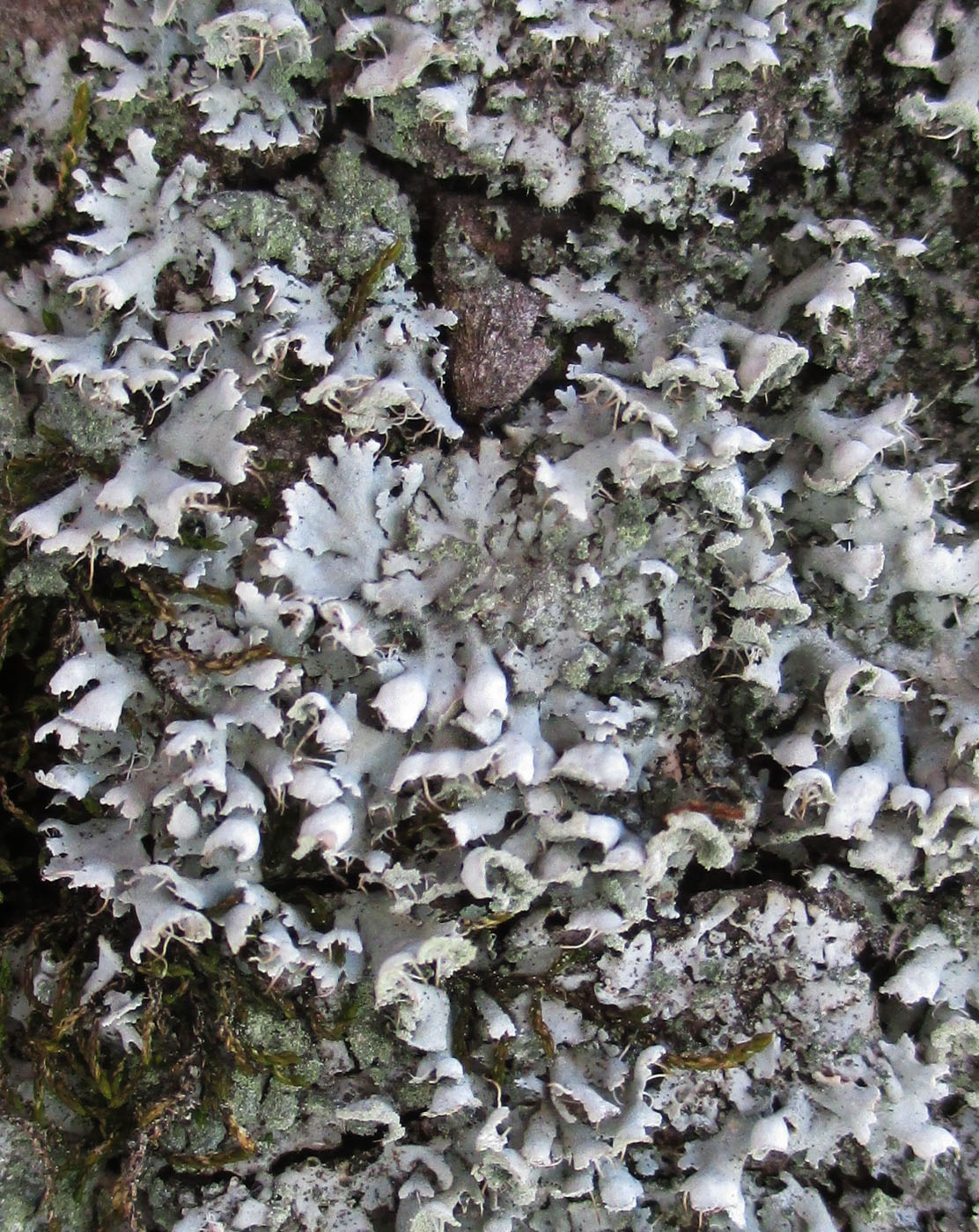 Image of Physcia adscendens specimen.