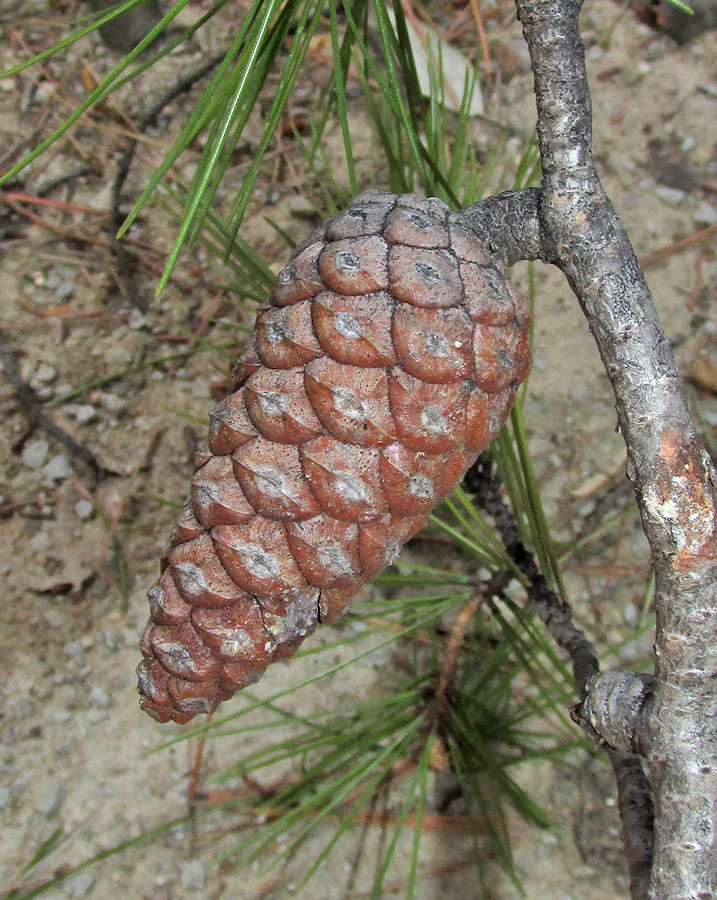 Изображение особи Pinus halepensis.