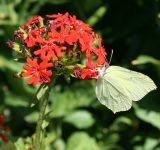 Lychnis chalcedonica. Соцветие с кормящейся бабочкой лимонницей (Gonepteryx rhamni). Казахстан, Восточно-Казахстанская обл., Уланский р-н, с. Украинка, дачный участок, в культуре. 20.06.2005.