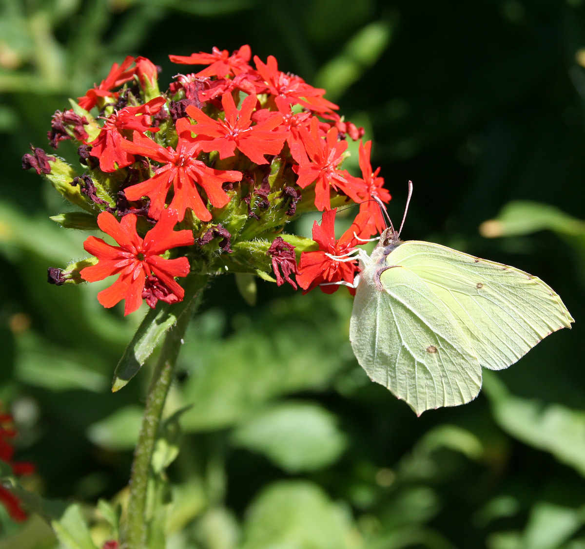 Изображение особи Lychnis chalcedonica.