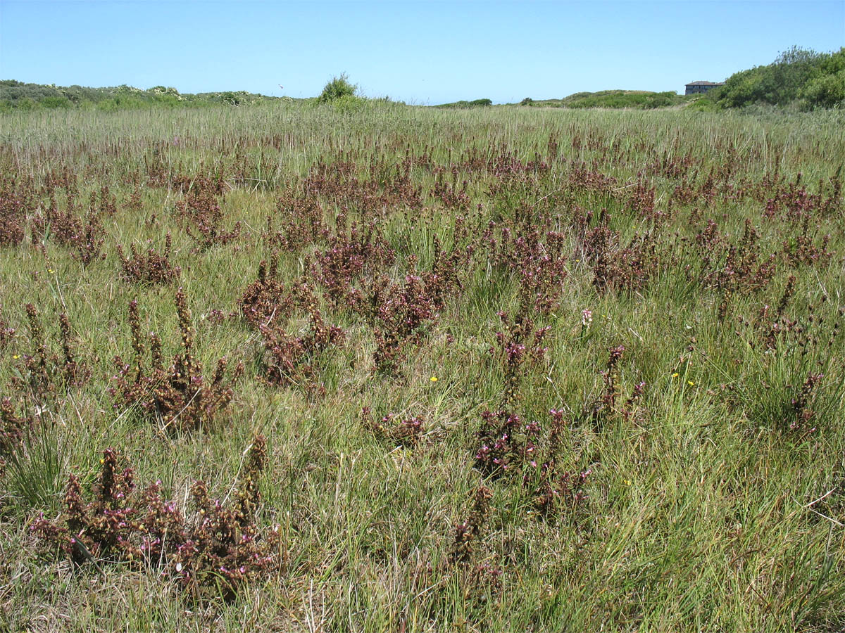 Изображение особи Pedicularis palustris.