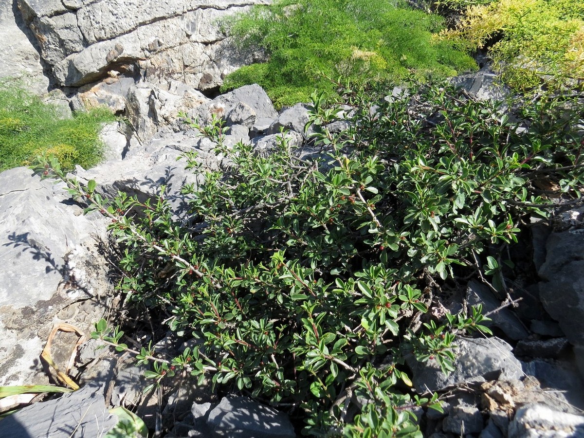 Image of Rhamnus songorica specimen.