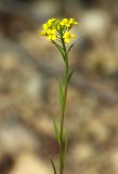 род Erysimum