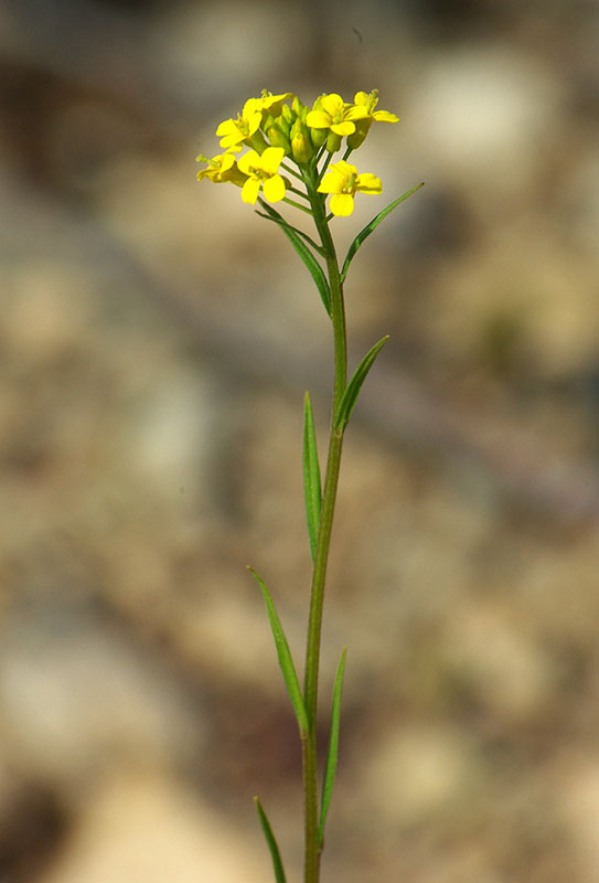 Изображение особи род Erysimum.