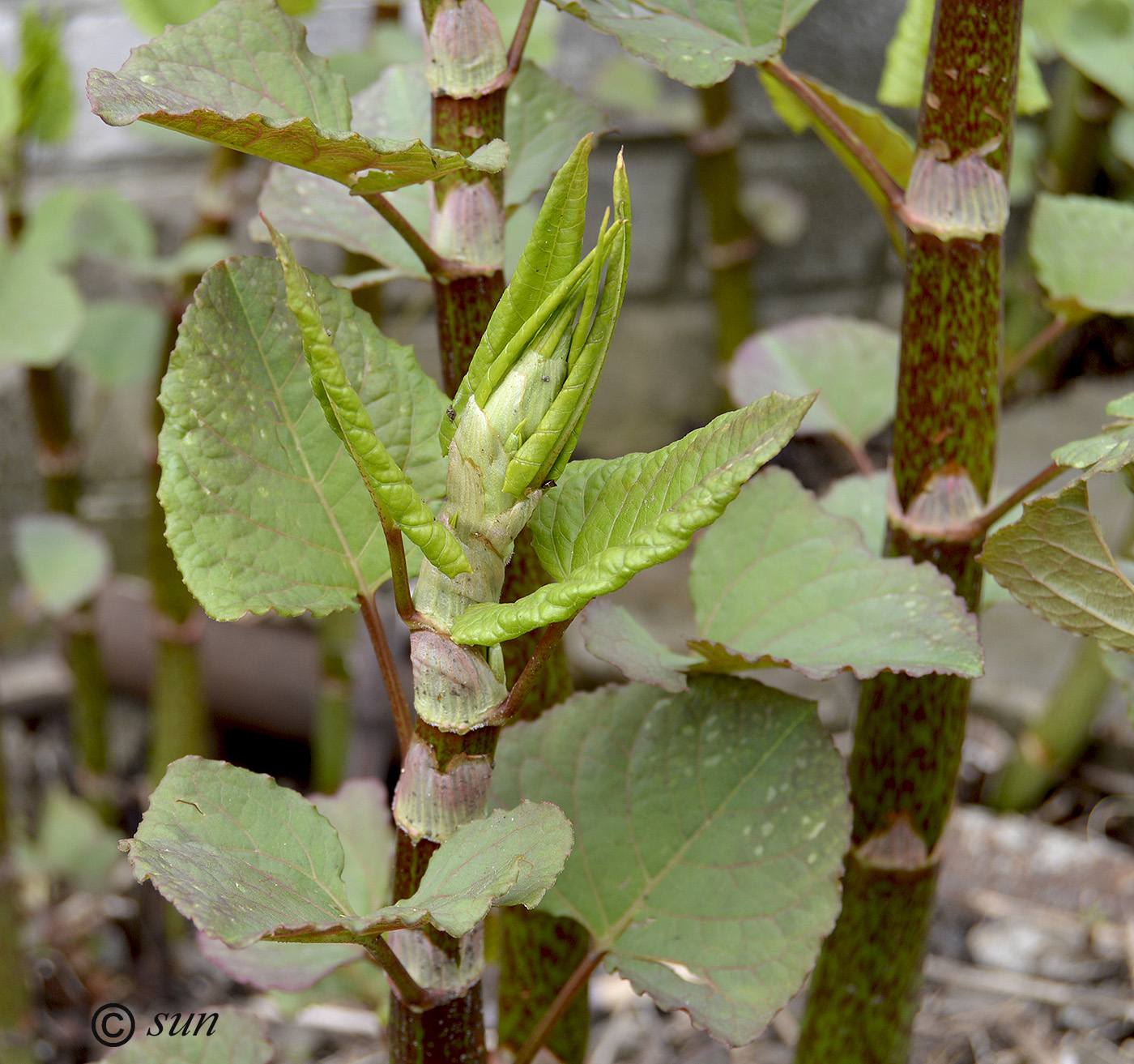 Изображение особи Reynoutria japonica.