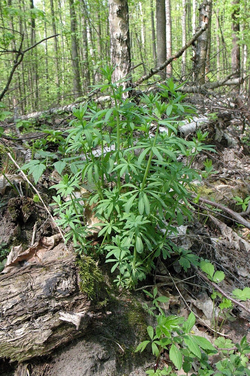 Image of Galium intermedium specimen.