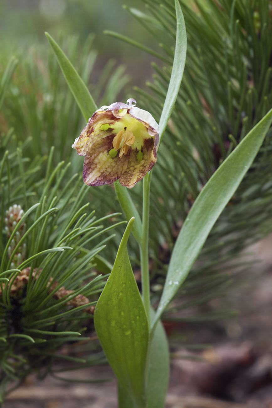 Изображение особи Fritillaria amana.