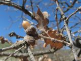 Quercus pubescens. Часть просыпающейся ветви с прошлогодними плодами и листьями. Дагестан, окр. с. Талги, каменистый склон. 22.04.2019.