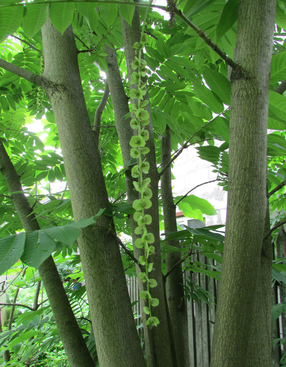 Image of Pterocarya rhoifolia specimen.