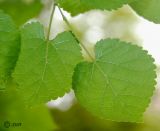 Image of taxon representative. Author is Сергей Наумов