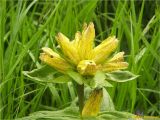 Gentiana punctata. Соцветие. Украина, Ивано-Франковская обл., Украинские Карпаты, хребет Черногора, южный склон горы Пожежевская, 1800 м н.у.м., субальпийский луг. 27.06.2019.