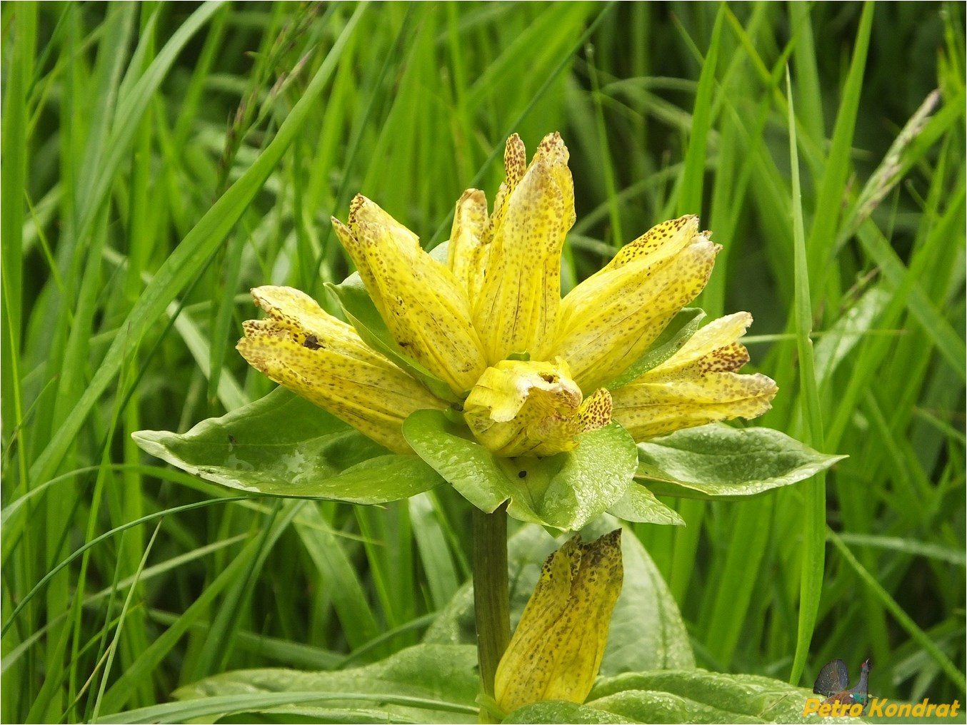 Изображение особи Gentiana punctata.