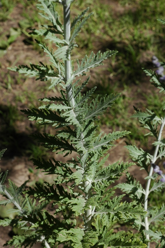 Изображение особи Perovskia atriplicifolia.