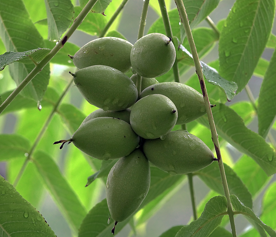 Изображение особи Juglans mandshurica.