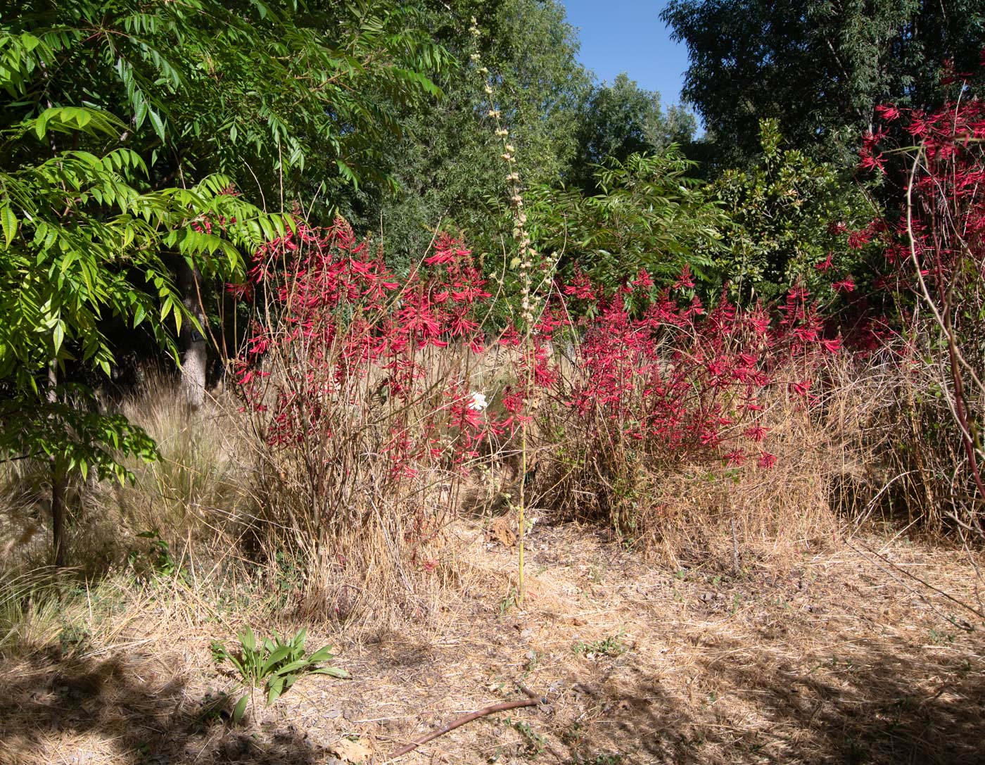 Изображение особи Erythrina herbacea.