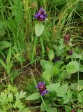 Prunella vulgaris