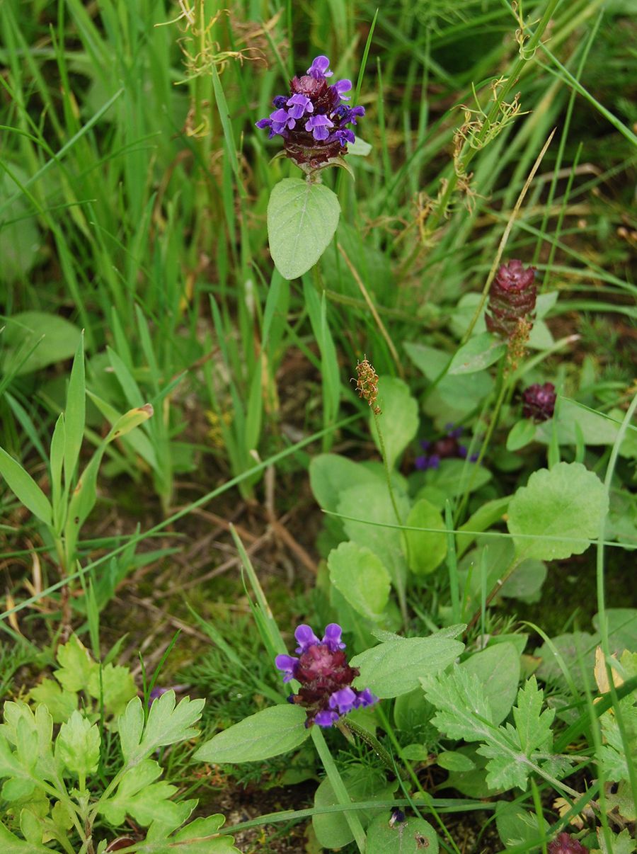 Изображение особи Prunella vulgaris.