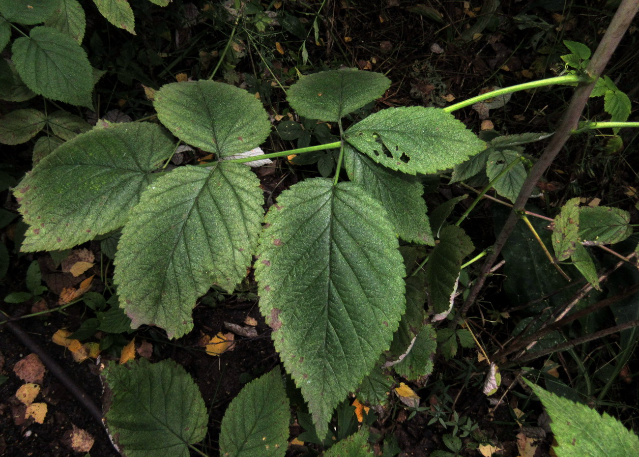 Image of genus Rubus specimen.