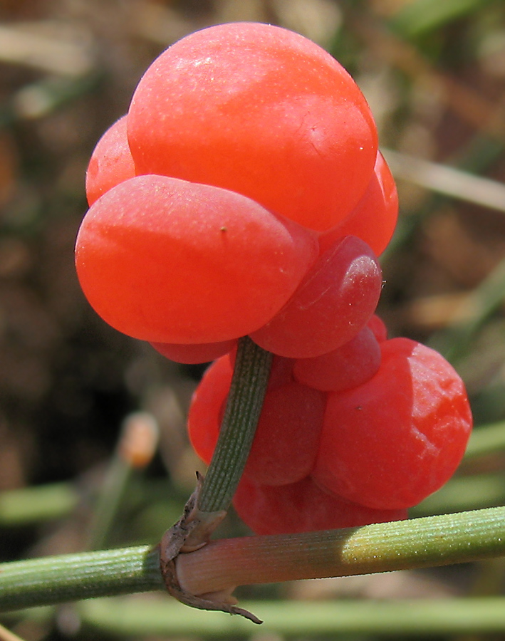 Image of Ephedra distachya specimen.
