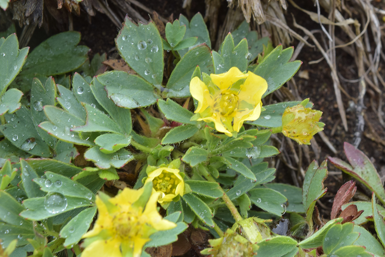 Image of Potentilla miyabei specimen.