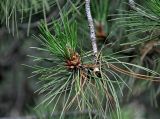 genus Pinus. Верхушка ветви с микростробилами. Сербия, горный массив Златибор, гора Шарган, железная дорога Шарганская восьмёрка, сухой склон, сосновый лес. 12.07.2019.