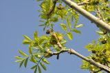 Image of taxon representative. Author is Лариса Крайник