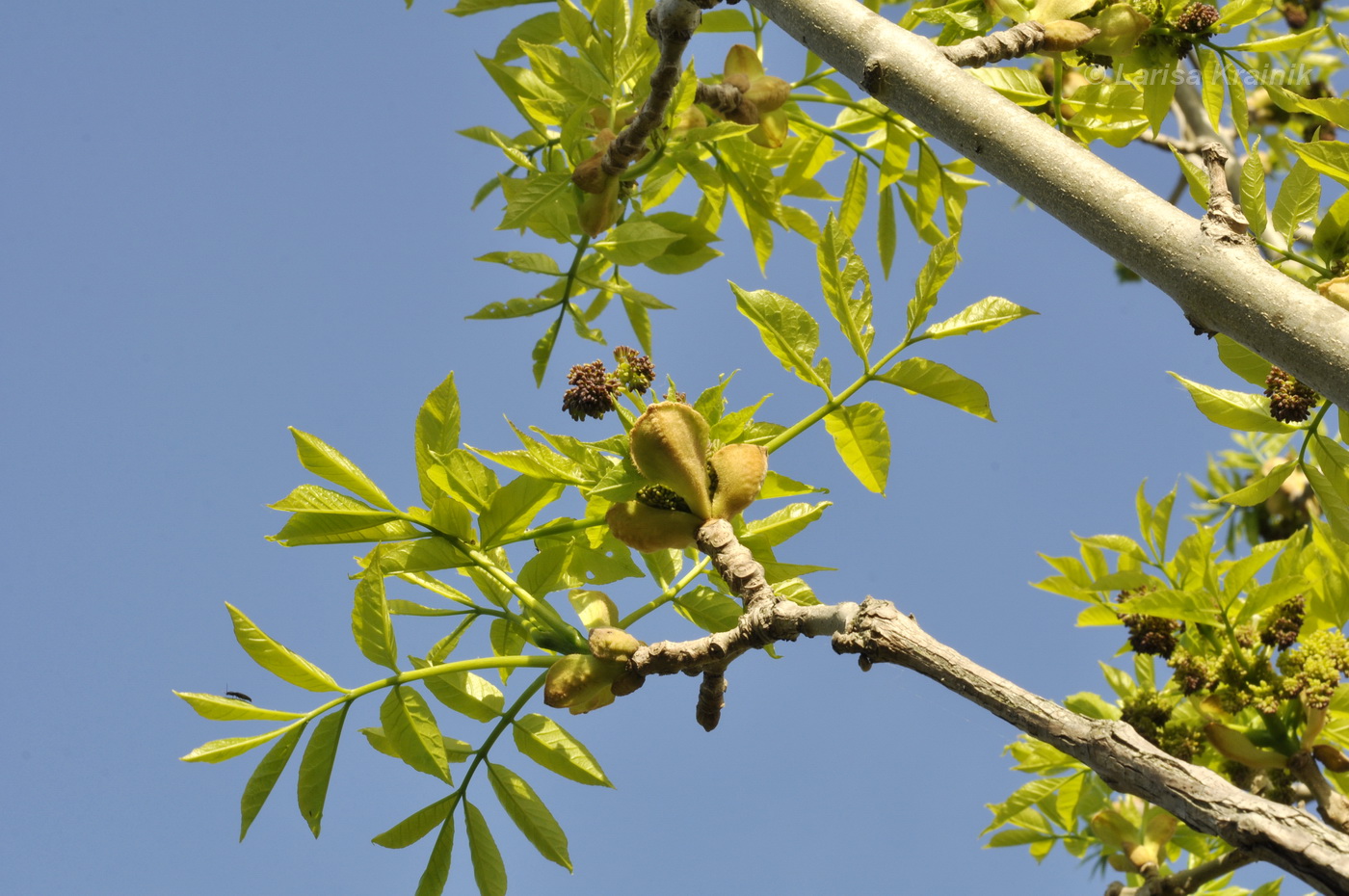 Изображение особи род Fraxinus.