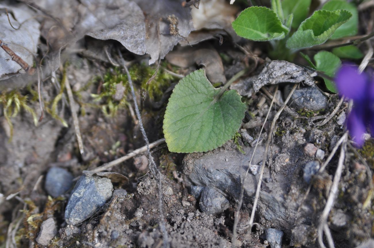 Image of genus Viola specimen.