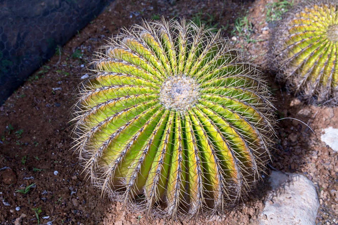 Image of Echinocactus grusonii specimen.