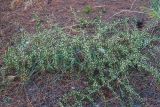 Asparagus acutifolius