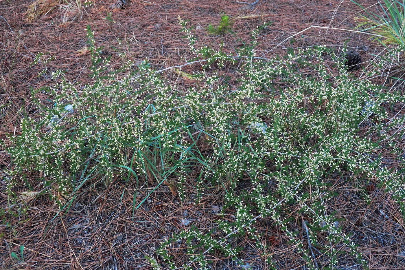 Изображение особи Asparagus acutifolius.