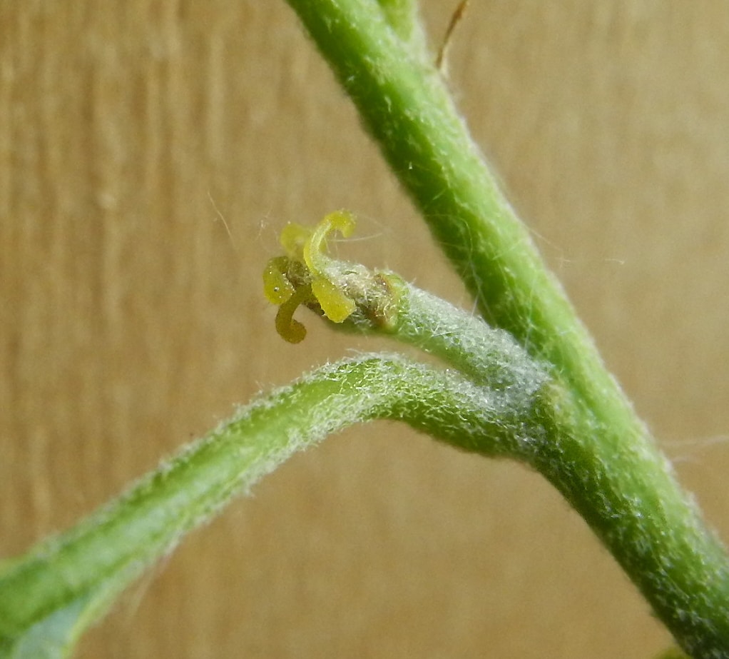 Image of Quercus imbricaria specimen.