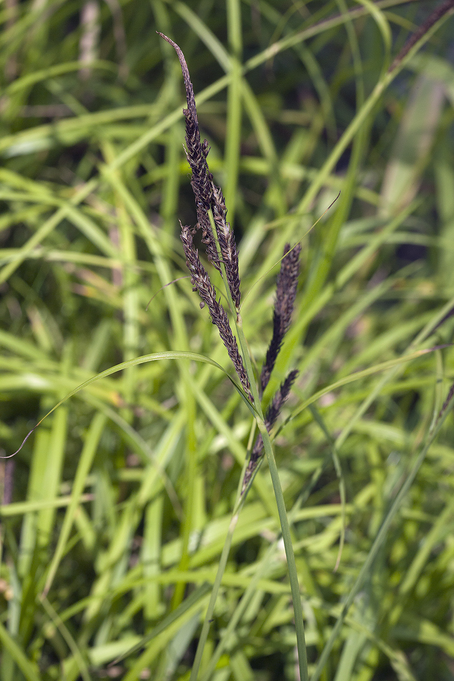 Изображение особи Carex sadoensis.