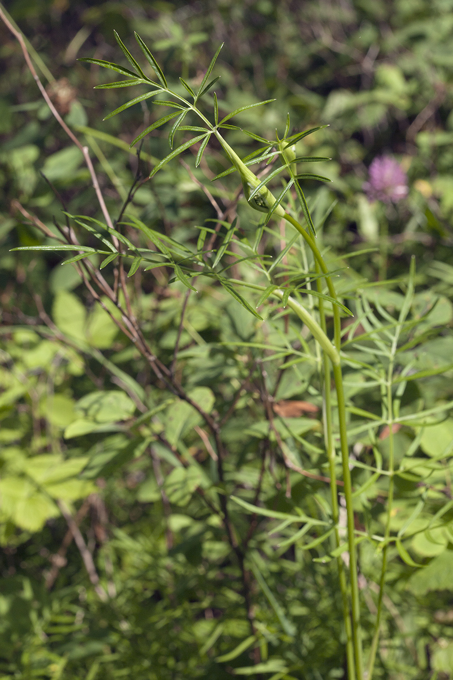Image of Ostericum maximowiczii specimen.