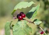 Lonicera xylosteum. Верхушка побега с плодами. Ленинградская обл., Ломоносовский р-н, долина р. Шингарка, закустаренный берег ручья. 06.08.2019.