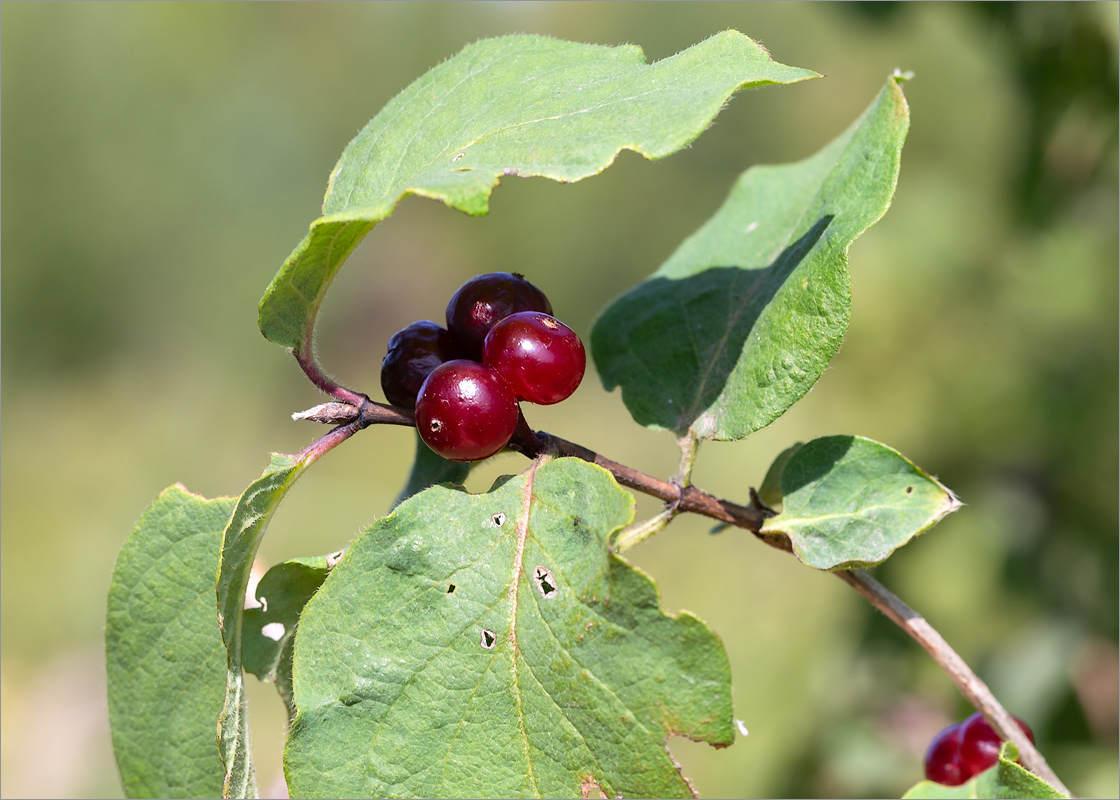 Изображение особи Lonicera xylosteum.