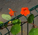 Tropaeolum majus