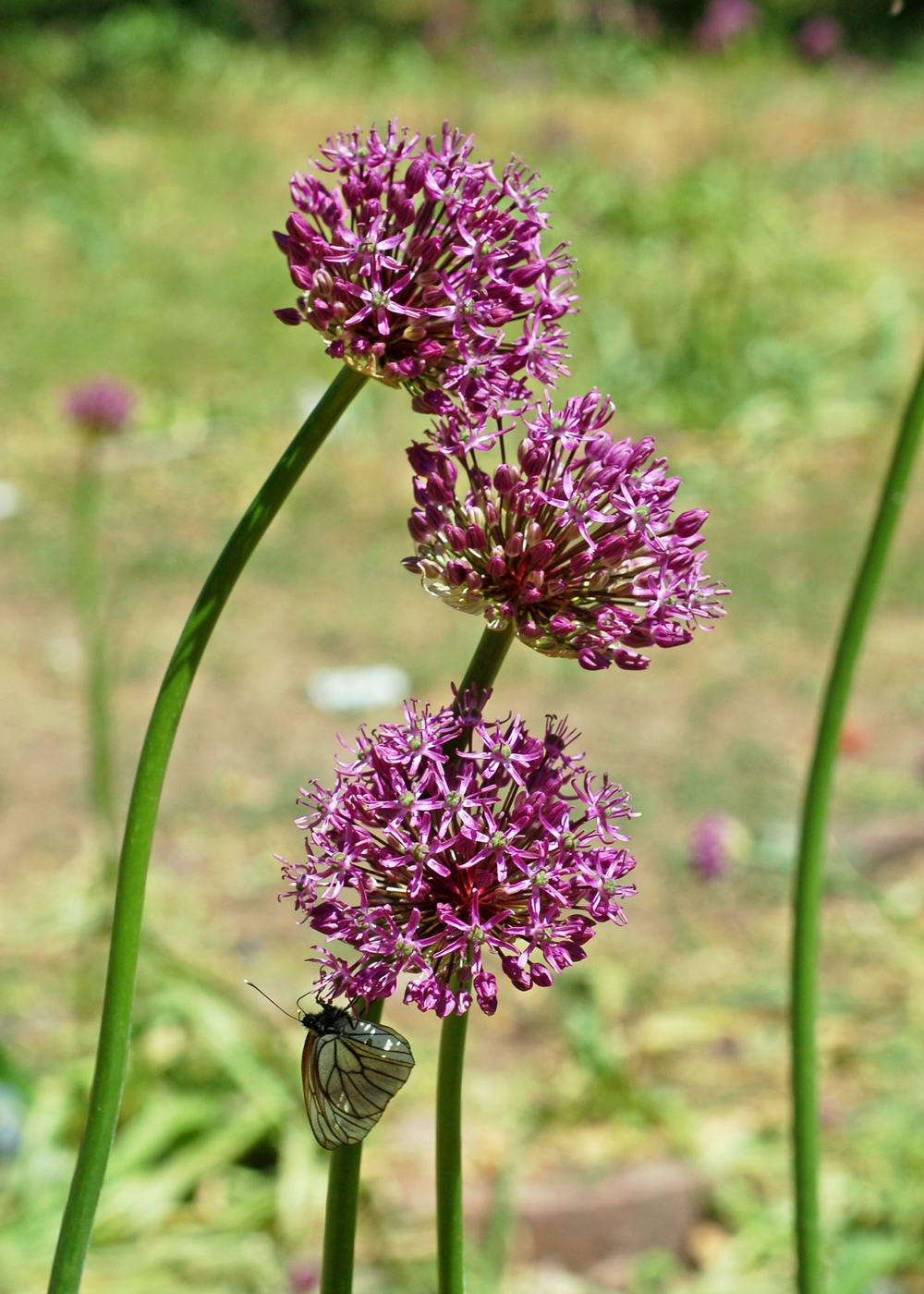 Изображение особи Allium severtzovioides.