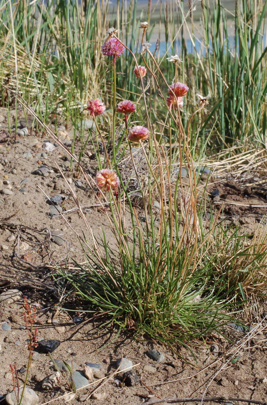 Изображение особи Armeria scabra.