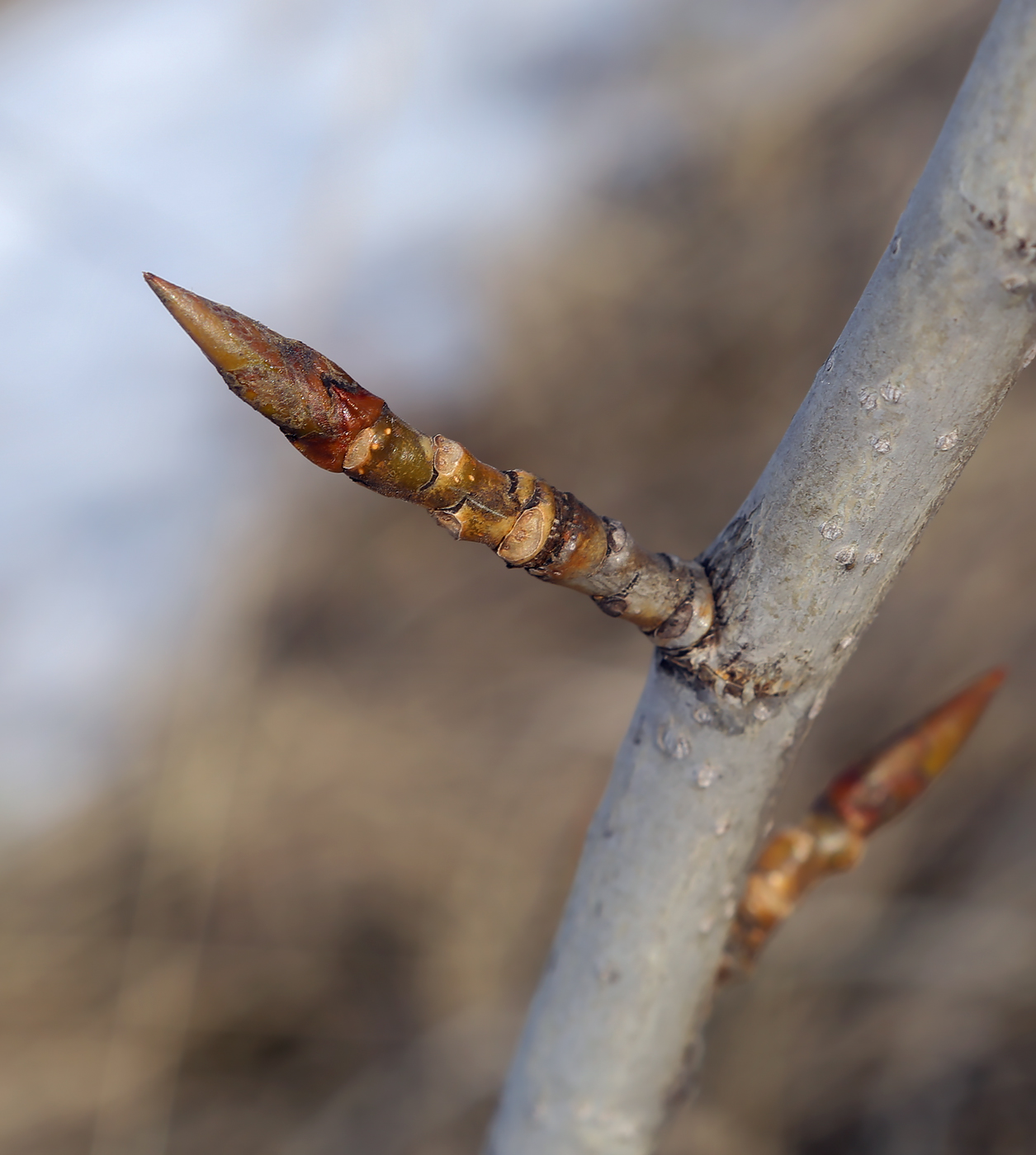 Image of genus Populus specimen.
