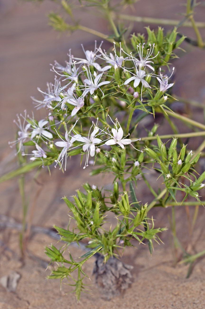 Изображение особи Acanthophyllum elatius.