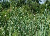 Typha latifolia. Плодоносящие растения. Приморский край, окр. г. Артём, около дороги и аэропорта в Артём, сырой луг. 06.08.2019.